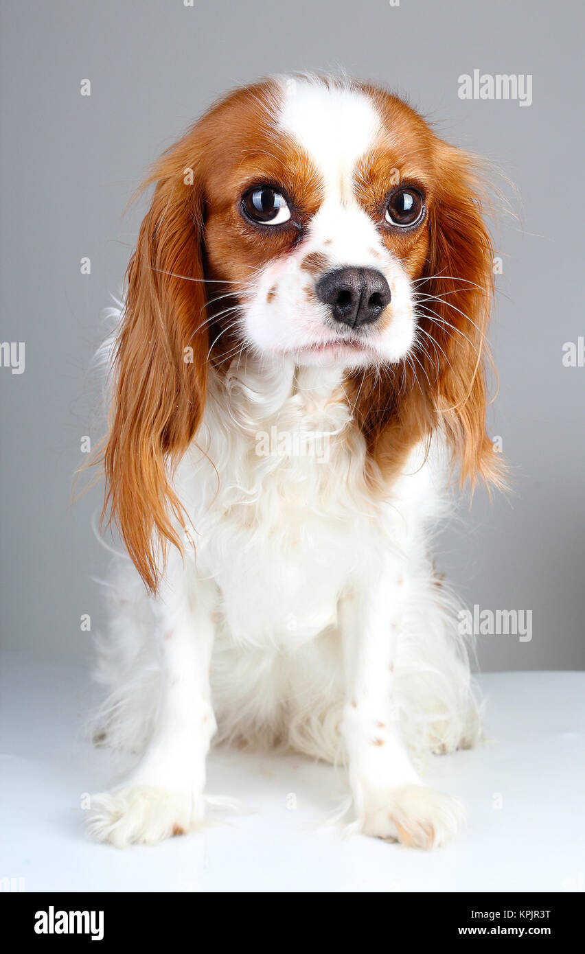 Chien Effraye Cute Abandonne Peur Coupable Face Cavalier King Charles Spaniel Chien Animal De Photo Peur De Chien Sur Fond Blanc Studio Isole Photo Stock Alamy