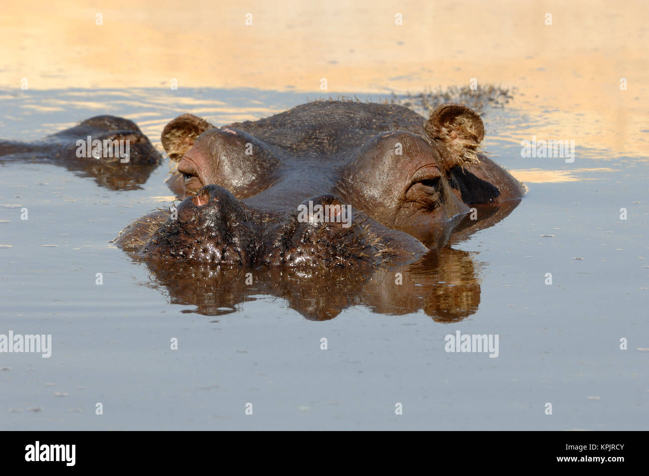 Immergé ou se vautrer Hippo ou Hippopotamus amphibius avec tête de l'eau Banque D'Images
