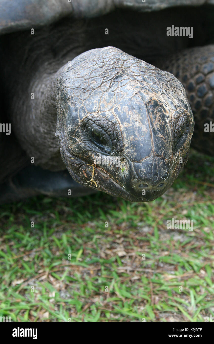 Tortue géante d'Aldabra (Aldabrachelys gigantea), l'île Curieuse, Seychelles. Banque D'Images