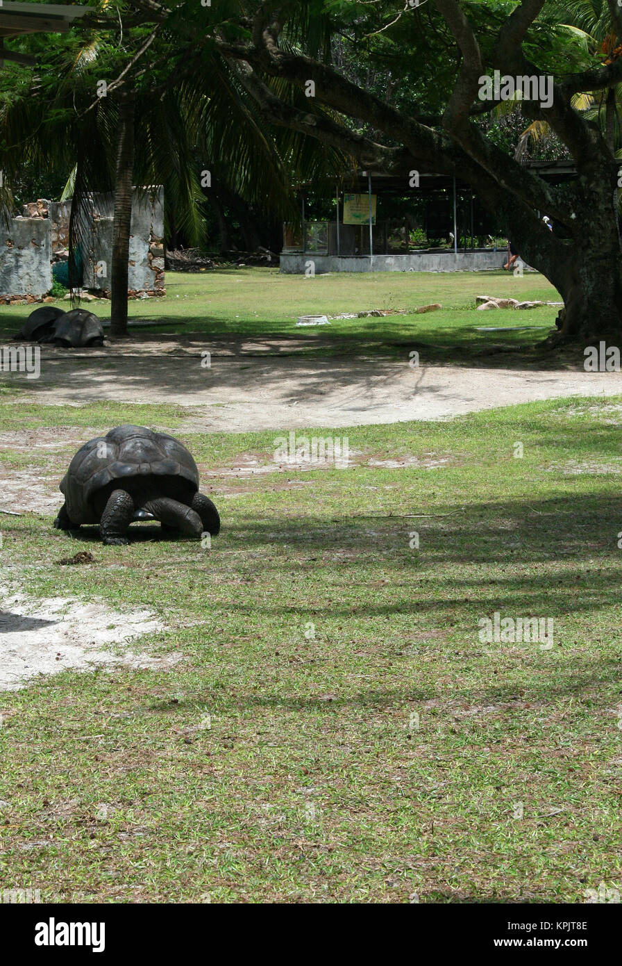 Coco de Mer palmiers et tortues géantes d'Aldabra (Aldabrachelys gigantea), l'île Curieuse, Seychelles. Banque D'Images