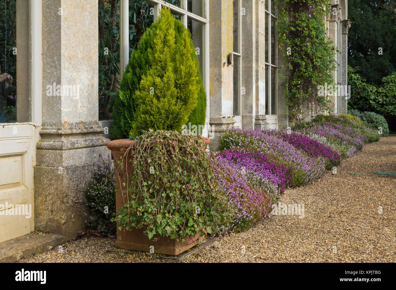 Grand pot en terre cuite contenant des arbustes à feuilles persistantes, avec une bordure de fleurs hiver bruyères derrière ; à l'extérieur de l'Orangerie, Château Ashby Gardens, UK Banque D'Images
