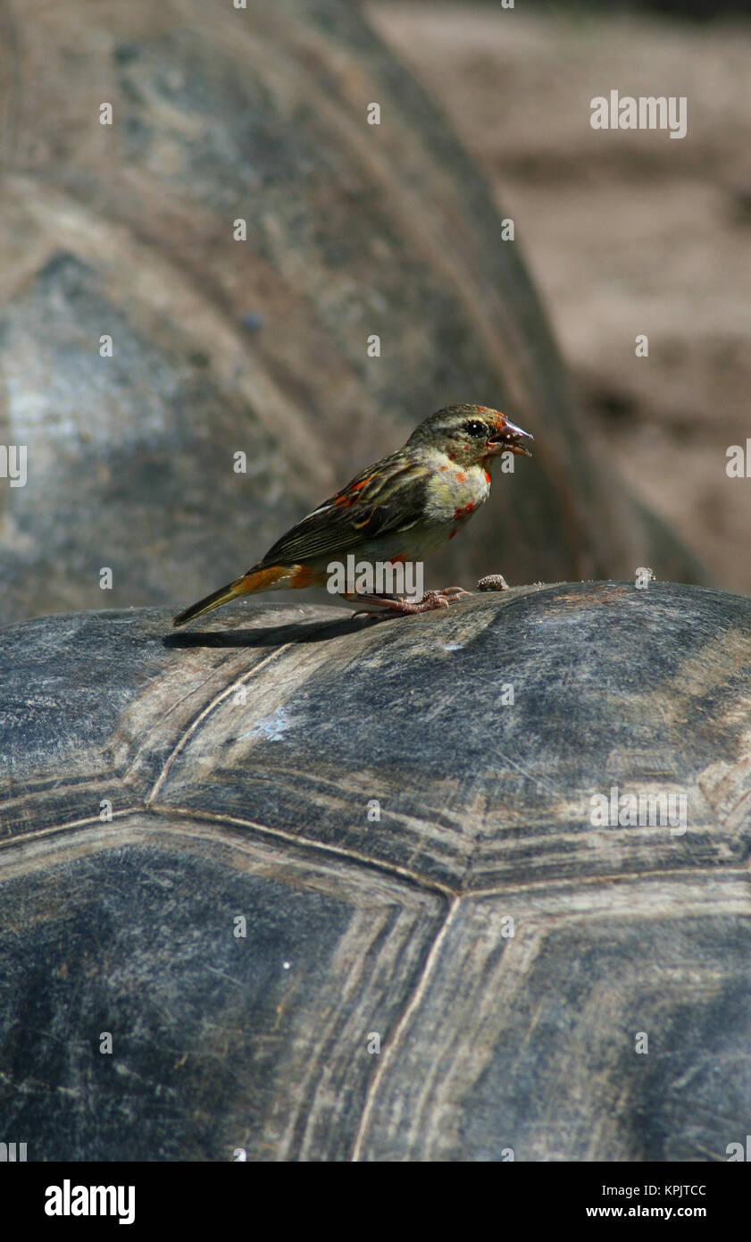 Le cardinal rouge fody (Foudia madagascariensis) se tenant sur le sol, l'île Curieuse, Seychelles. Banque D'Images