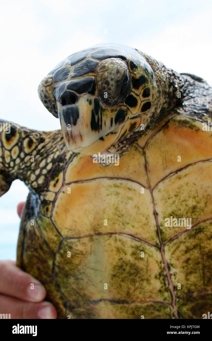 La tortue imbriquée, Eretmochelys imbricata squamata, Felicite Island, Seychelles. Banque D'Images