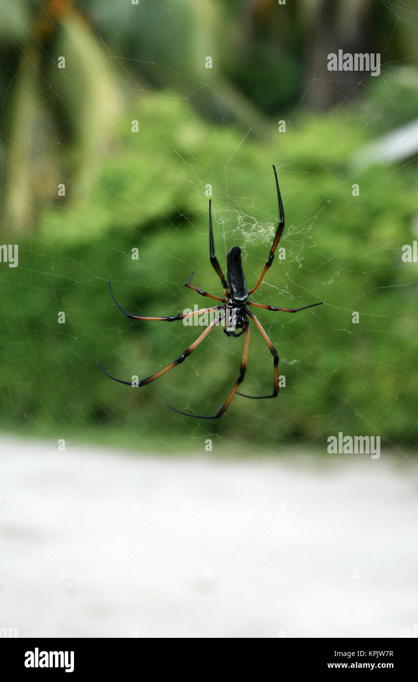 Red-legged globe doré-web spider dans champ vert, l'île de La Digue, aux Seychelles. Banque D'Images
