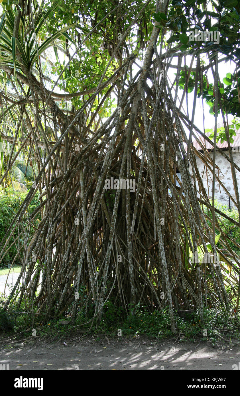 Seychelles screwpine pandanus sechellarum /pandan, sur la pelouse du parc, l'île de La Digue, aux Seychelles. Banque D'Images