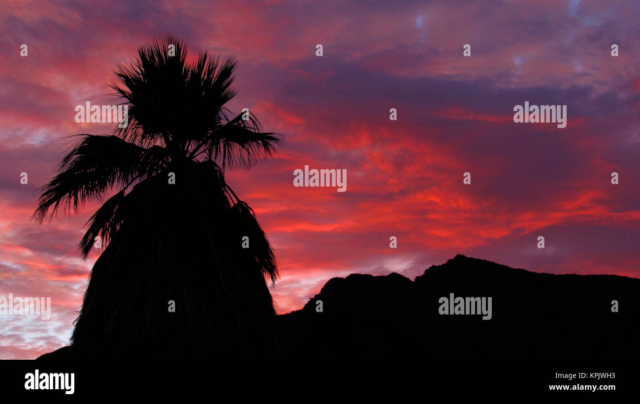 Coucher de soleil rouge coloré dans le désert de la Californie du sud fan palm mountain à l'avant-plan. Banque D'Images