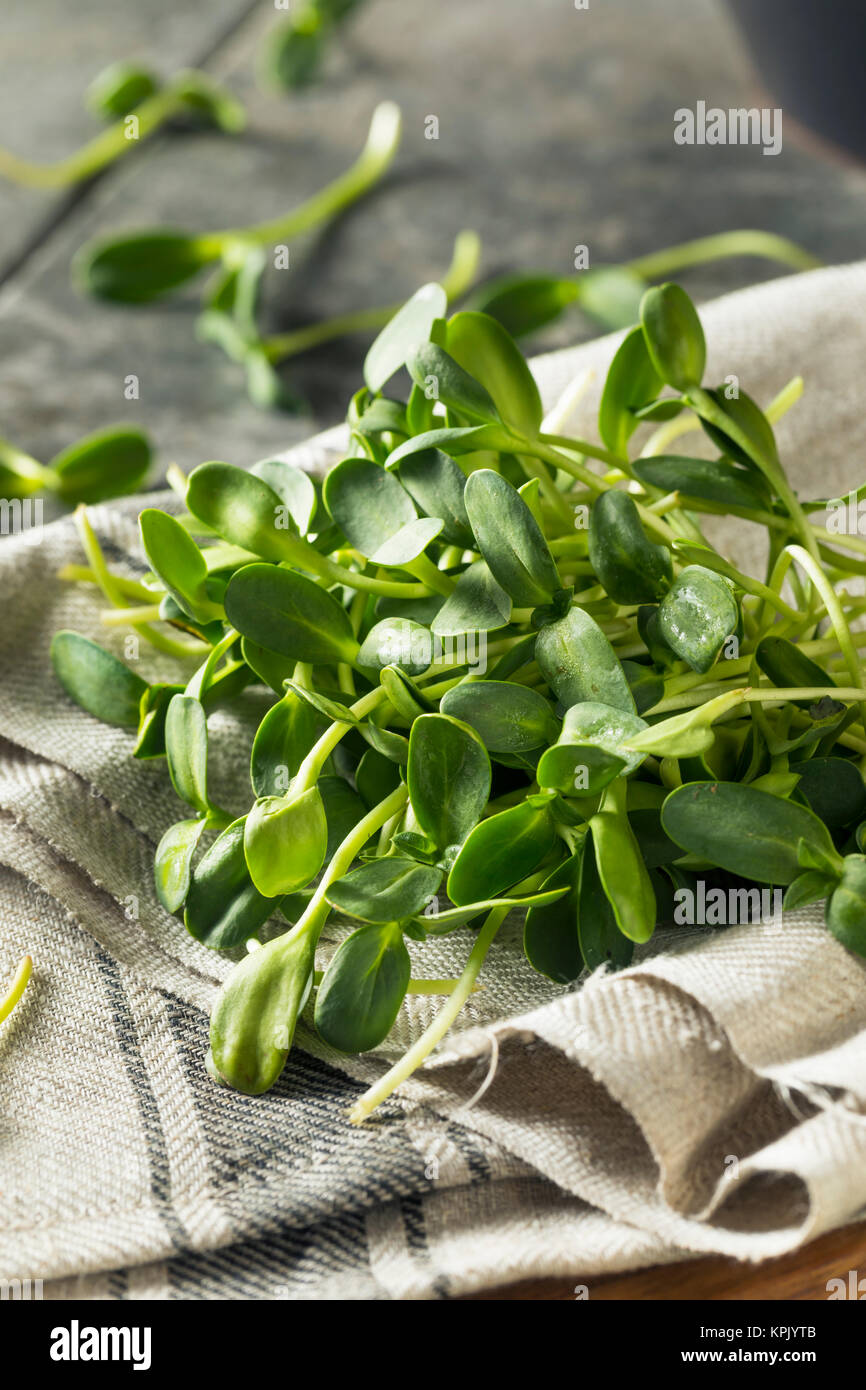 Matières organiques vert Microgreens Tournesol prêt à manger Banque D'Images