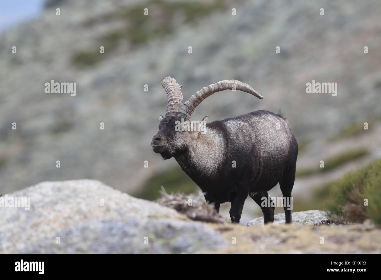 La saison de reproduction de la chèvre sauvage ibérique Banque D'Images