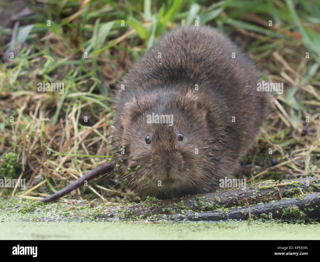 Le campagnol de l'eau assis sur un ruisseau ou rivière bank Banque D'Images