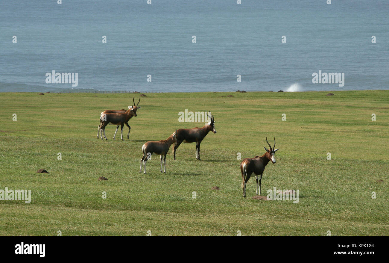 En Cisjordanie, Blesboks golf, (Damaliscus pygargus phillipsi), East London, Eastern Cape, Afrique du Sud. Banque D'Images