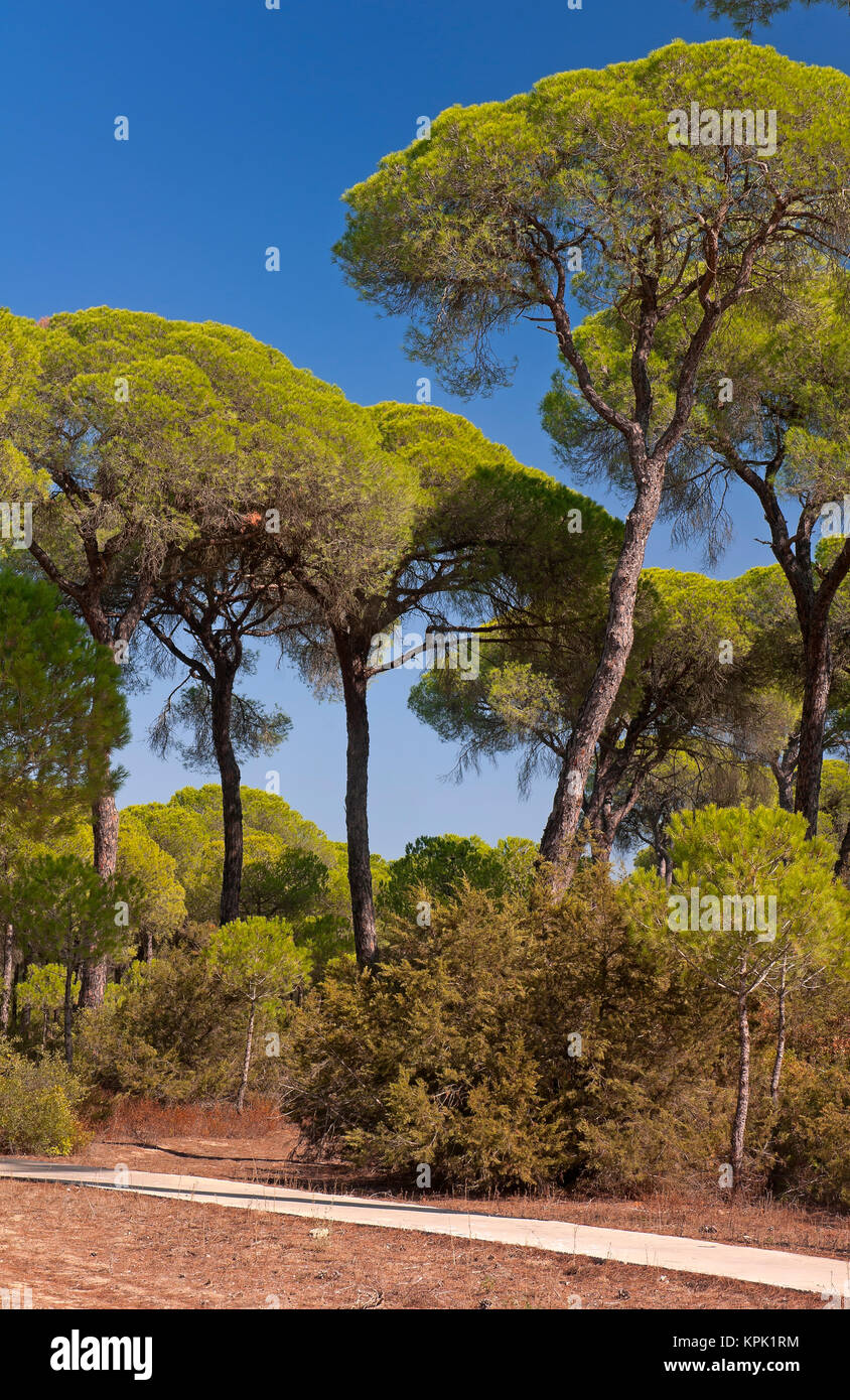 Pinar de la Massana (forêt de pins), Parc Naturel de Donana, Sanlúcar de Barrameda, province de Cadix, Andalousie, Espagne, Europe Banque D'Images
