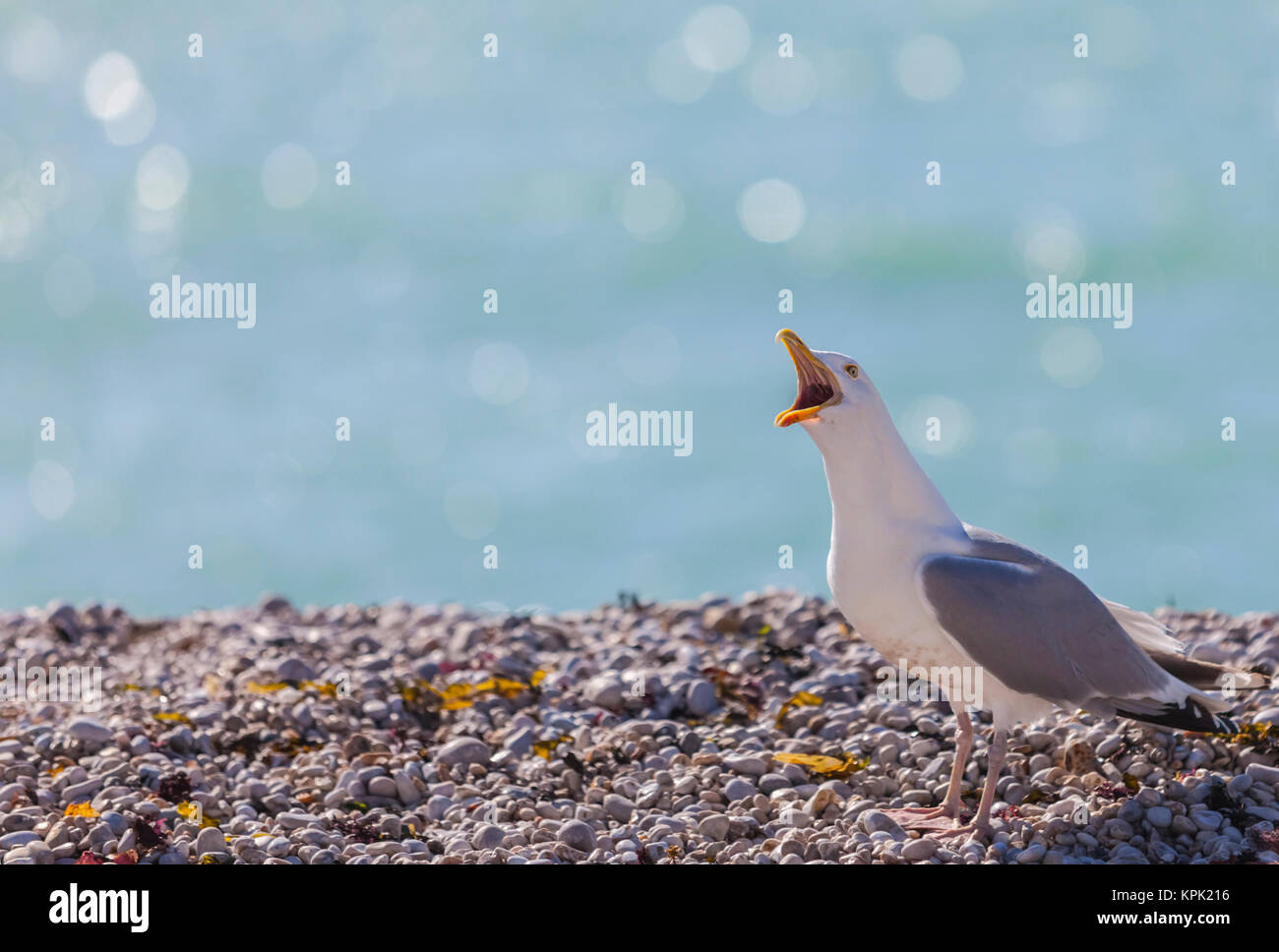 Image de l'Goéland argenté (Larus argentatus) crier sur une plage rocheuse en Normandie dans le Nord de la France. Banque D'Images