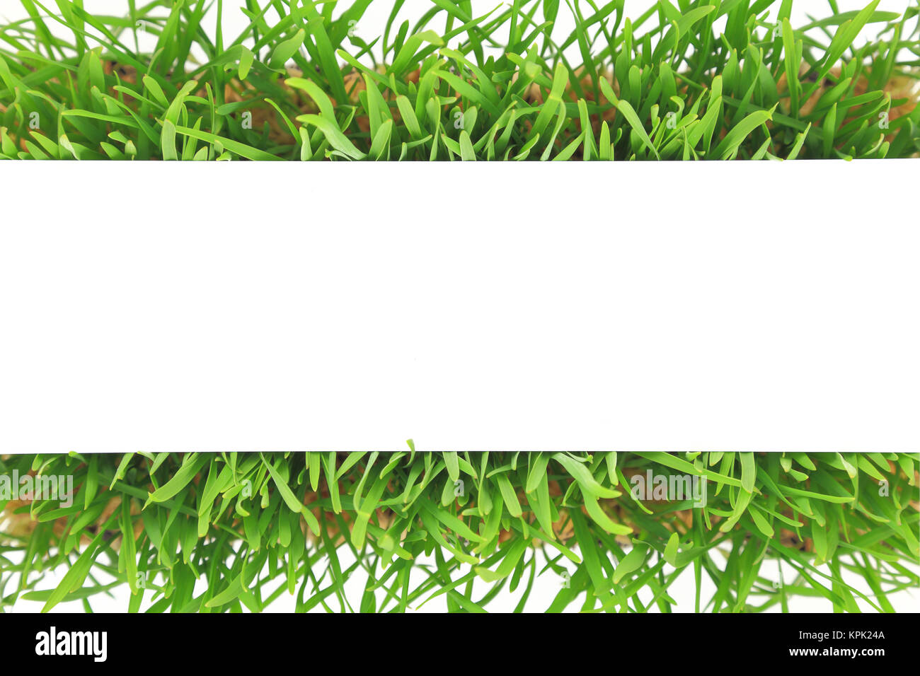 L'herbe verte fraîche banner isolé sur fond blanc Banque D'Images