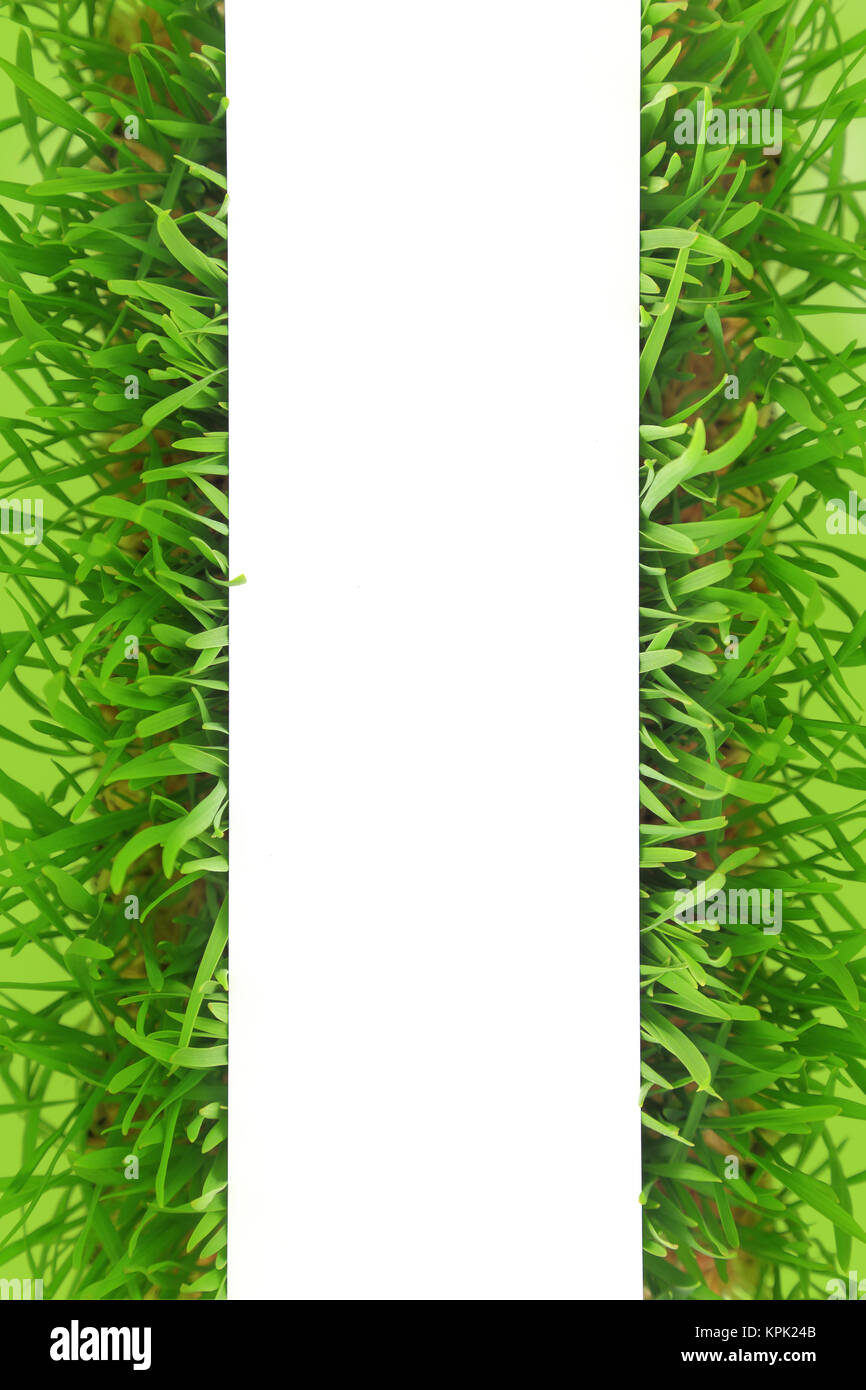 L'herbe fraîche vide bannière blanche avec fond vert Banque D'Images