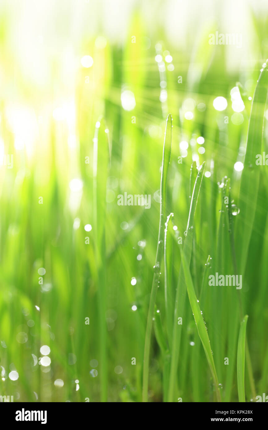 L'herbe verte fraîche avec la lumière du soleil et les gouttelettes d'eau, vertical Banque D'Images