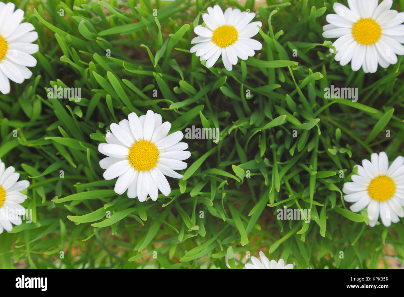 L'herbe verte et de fleurs blanches background Banque D'Images