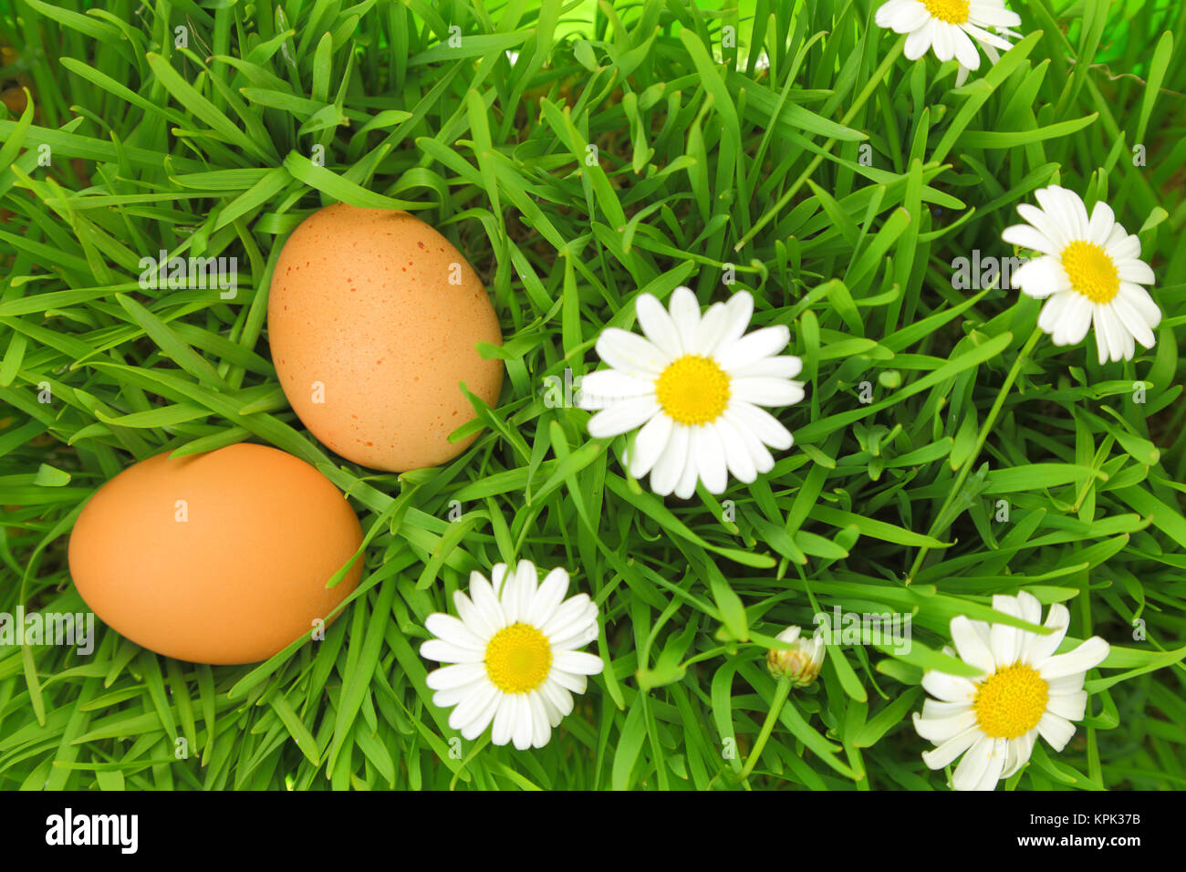 Deux oeufs frais sur l'herbe verte avec des fleurs blanches Banque D'Images