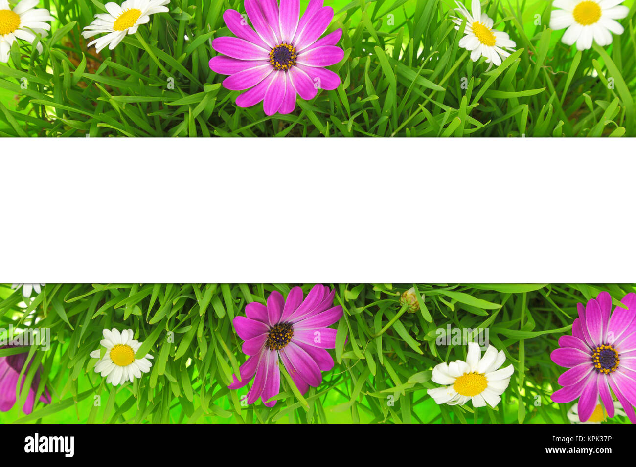 Bannière sur herbe, fleurs roses et blanches background Banque D'Images