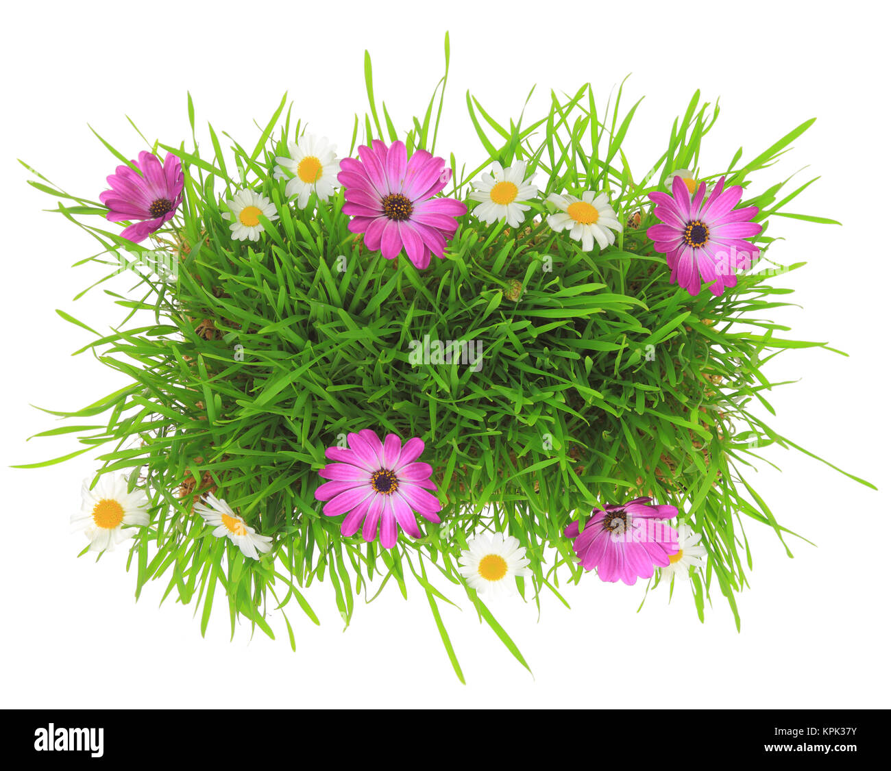 L'herbe verte avec des fleurs roses et blanches isolées Banque D'Images