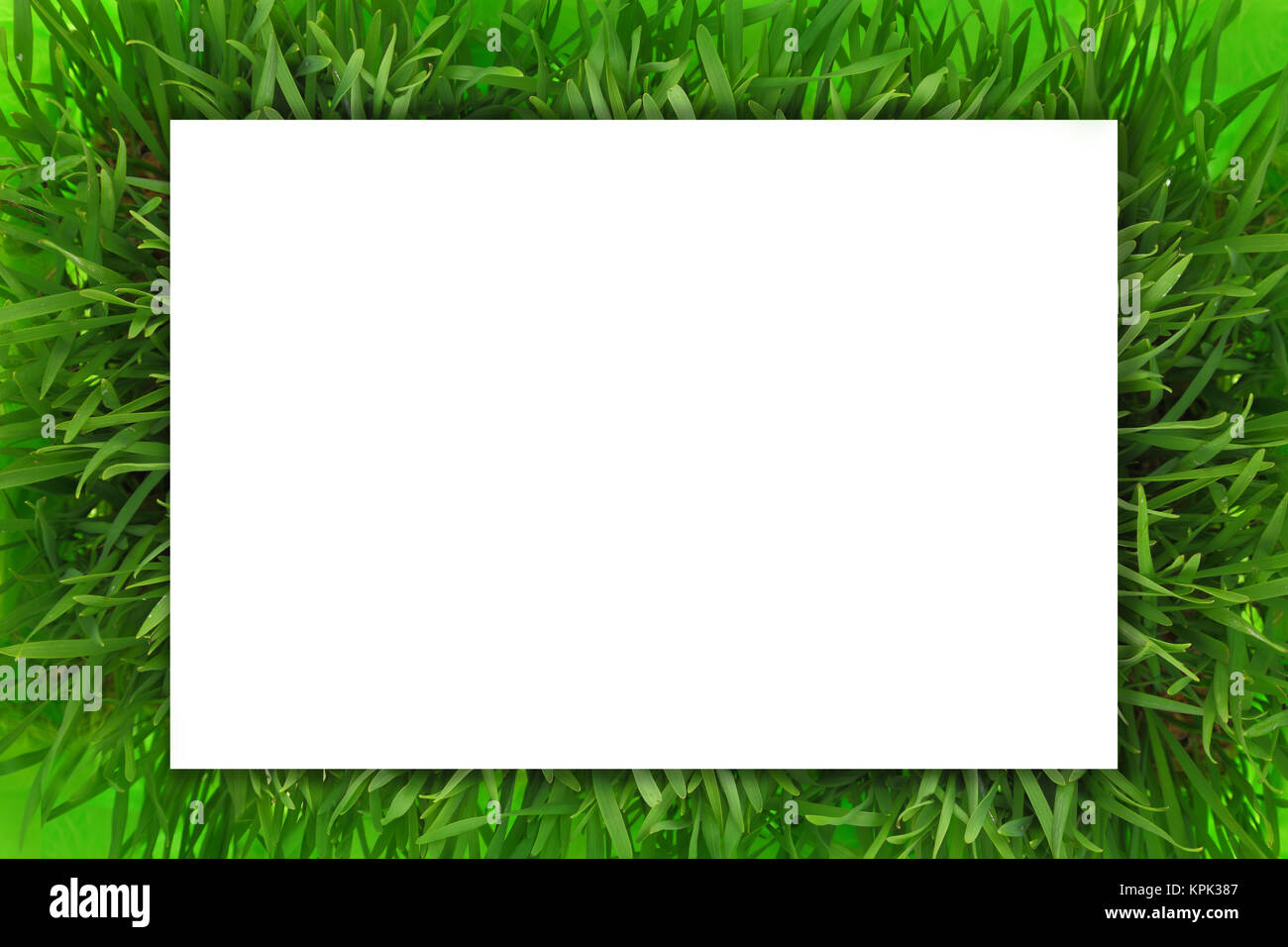 Bannière horizontale blanche sur l'herbe verte Banque D'Images