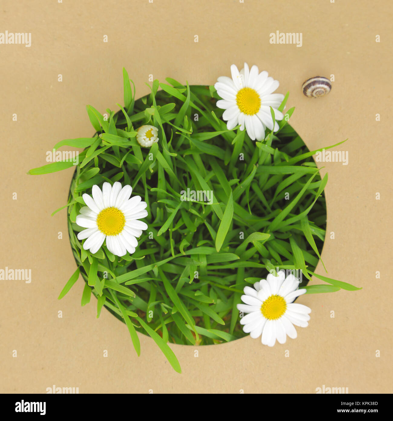 Carte en papier recyclé avec de l'herbe et de fleurs blanches Banque D'Images