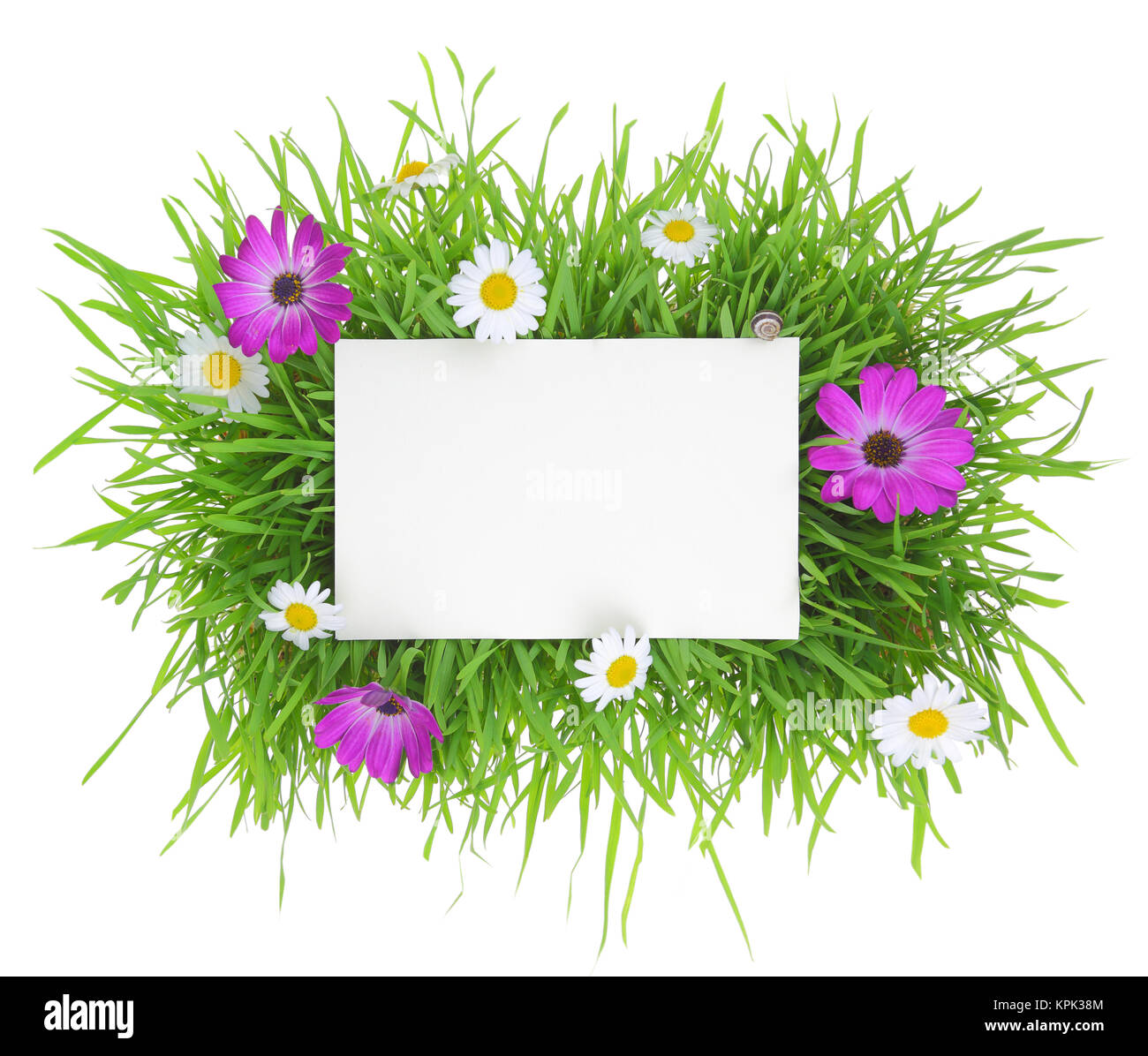 Bannière avec pelouse et fleurs isolé sur fond blanc Banque D'Images