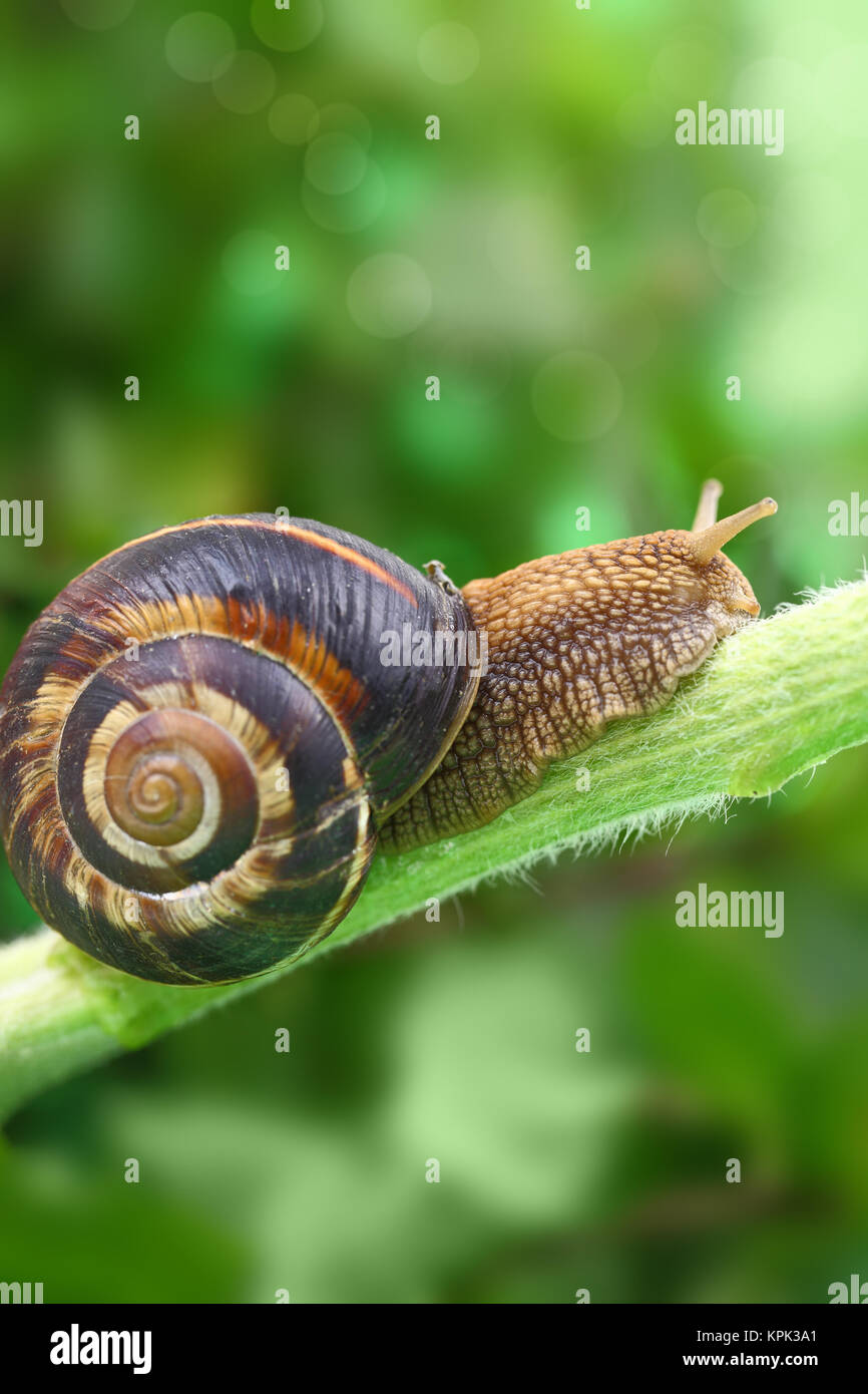 Escargot commun de ramper sur le jardin en usine Banque D'Images