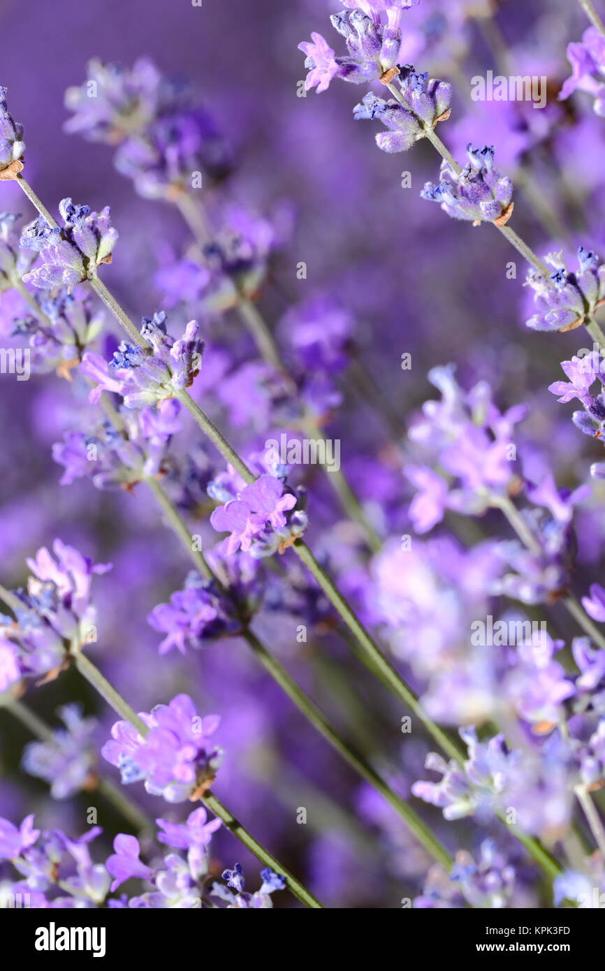 Des fleurs de lavande dans le champ libre Banque D'Images