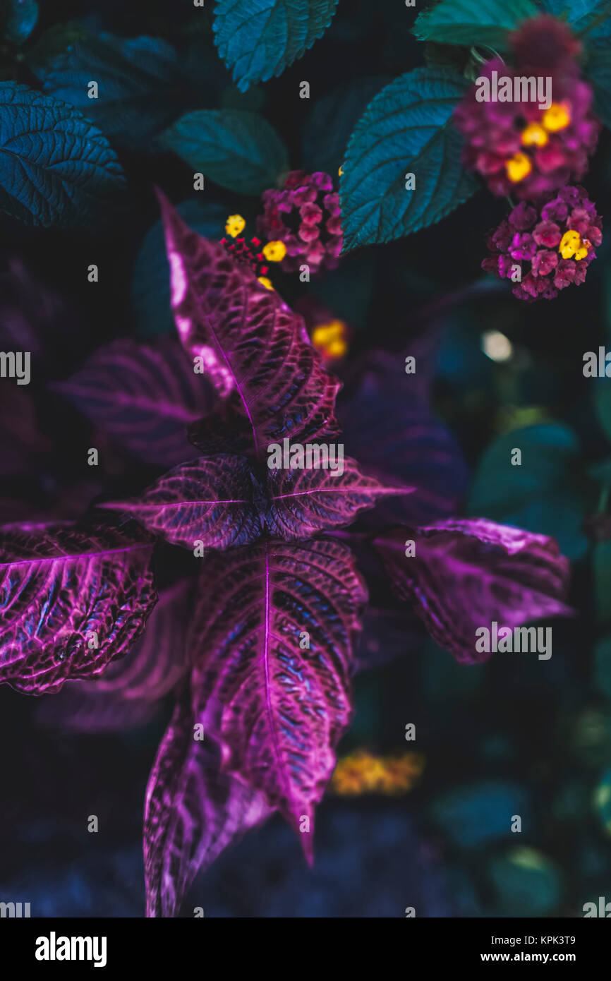 Close-up d'une plante avec le vert foncé et le feuillage pourpre vibrant et délicat des grappes de fleurs ; Vancouver, Colombie-Britannique, Canada Banque D'Images