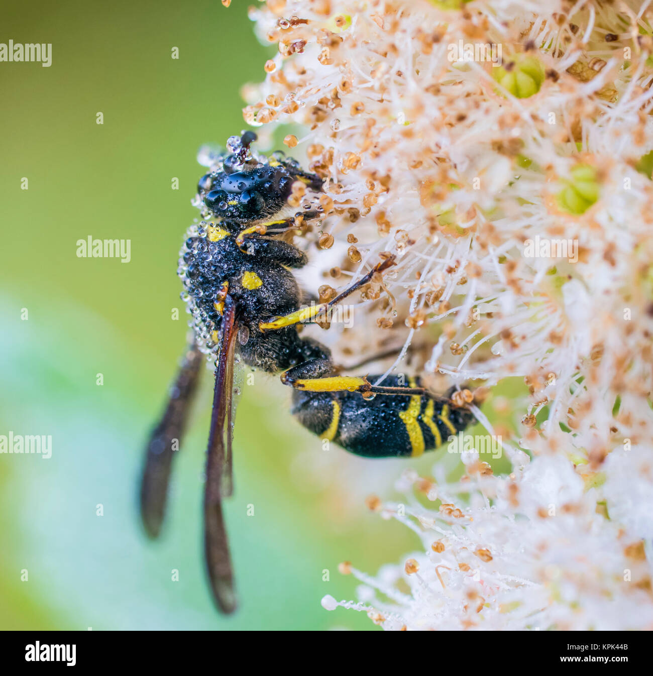 Potter wasp (Eumène fraternus) couvert de rosée et reposant sur une plante ; Ontario, Canada Banque D'Images