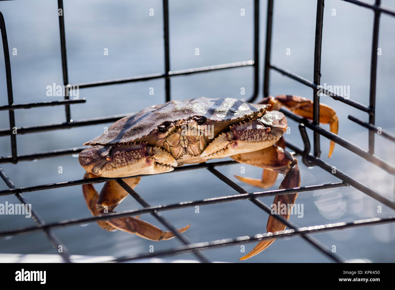 Un petit crabe dormeur (Metacarcinus magister) pris dans un piège à crabe sur la côte ouest, Vancouver, British Columbia Canada Banque D'Images
