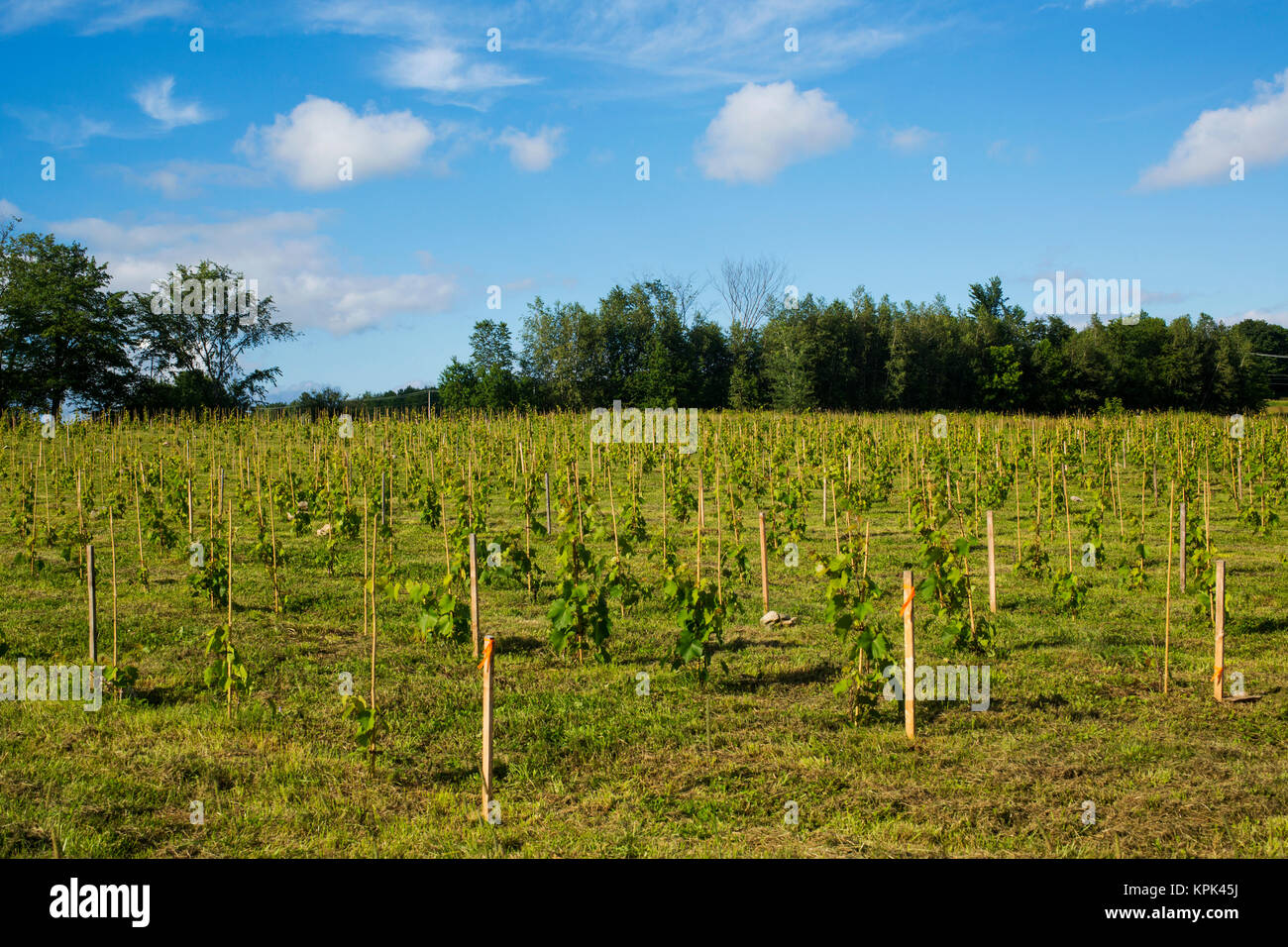 Domaine de Petit Pearl de vignes, Shefford, Québec, Canada Banque D'Images
