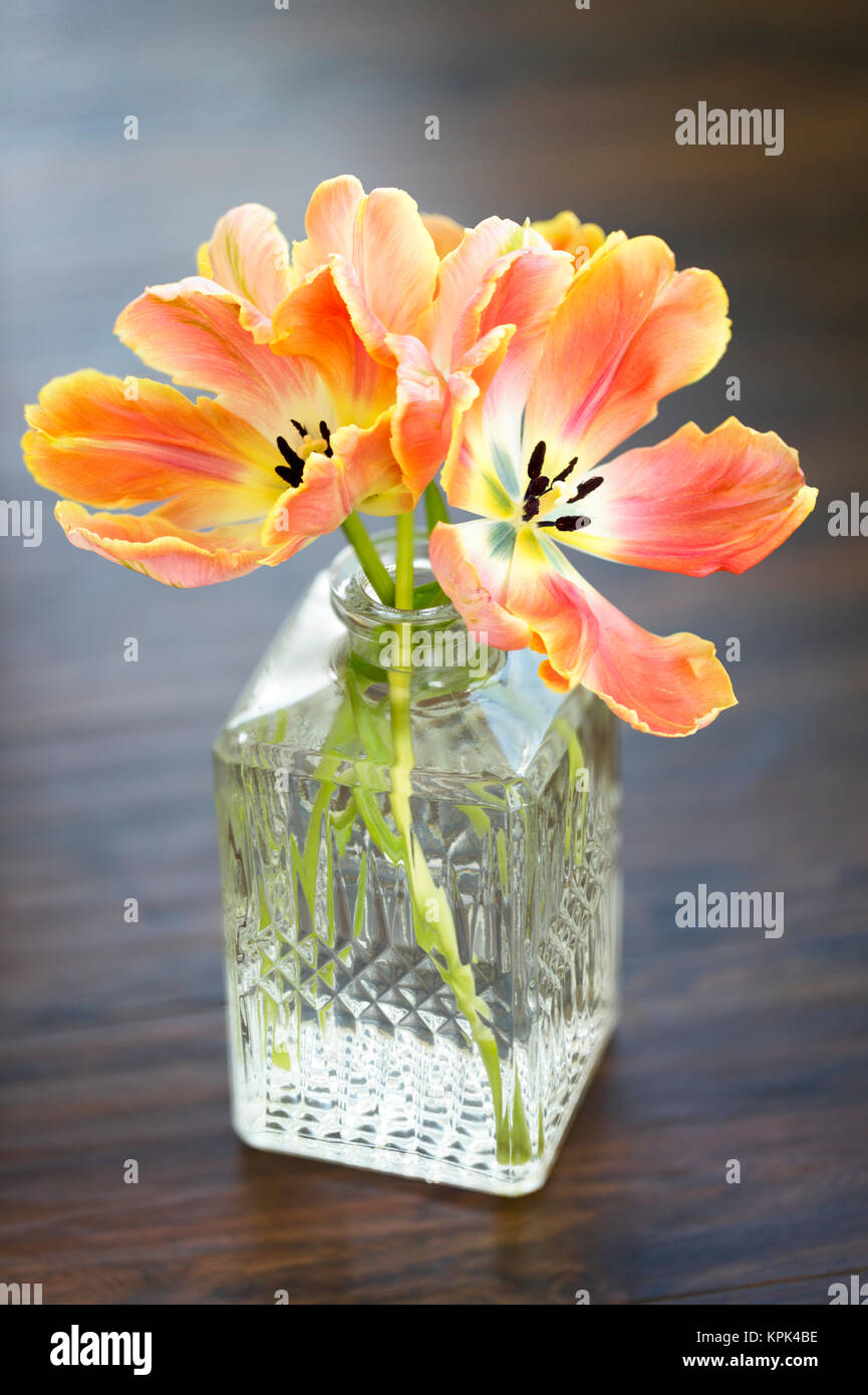 Tulipes de couleur pêche dans un vase de verre décoratif, de Surrey, Colombie-Britannique, Canada Banque D'Images