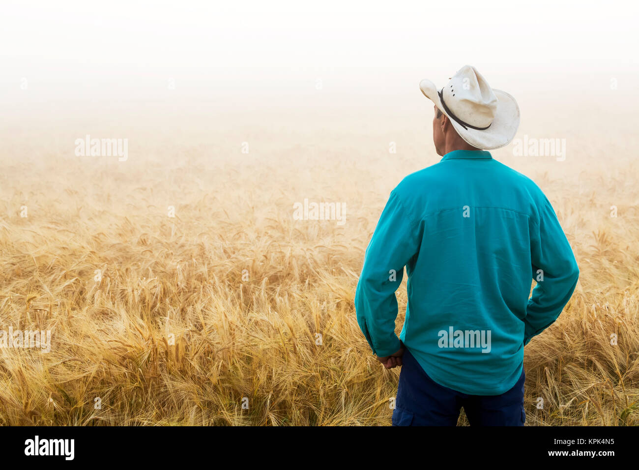 Homme avec chapeau de cowboy et permanent à la recherche à un champ d'orge d'or au lever du soleil dans le brouillard, à l'Est de Calgary, Alberta, Canada Banque D'Images