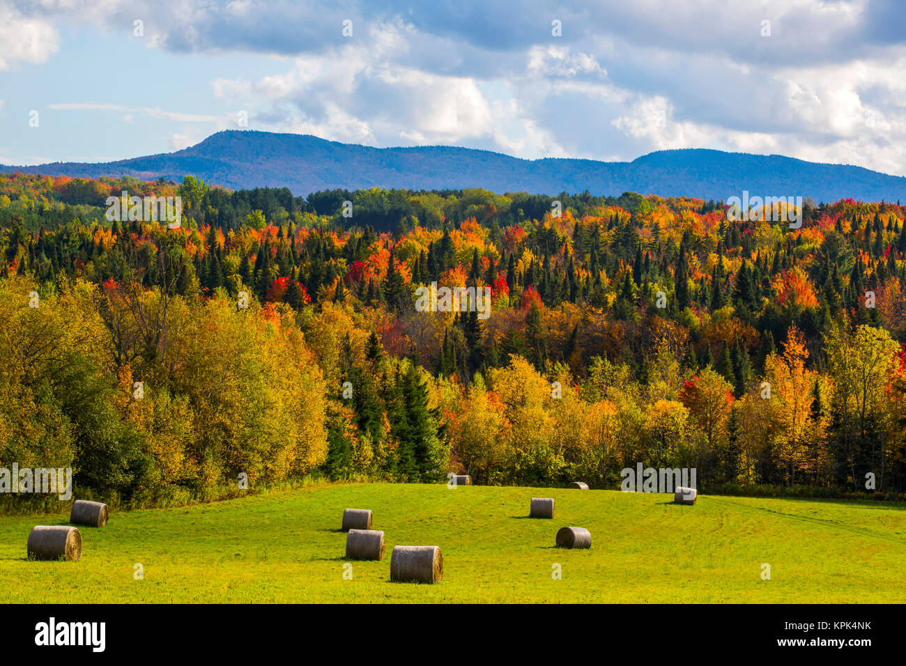 Paysage de forêts sur les collines d'automne feuillage coloré et bottes de foin sur les champs verts luxuriants en premier plan ; Iron Hill, Québec, Canada Banque D'Images