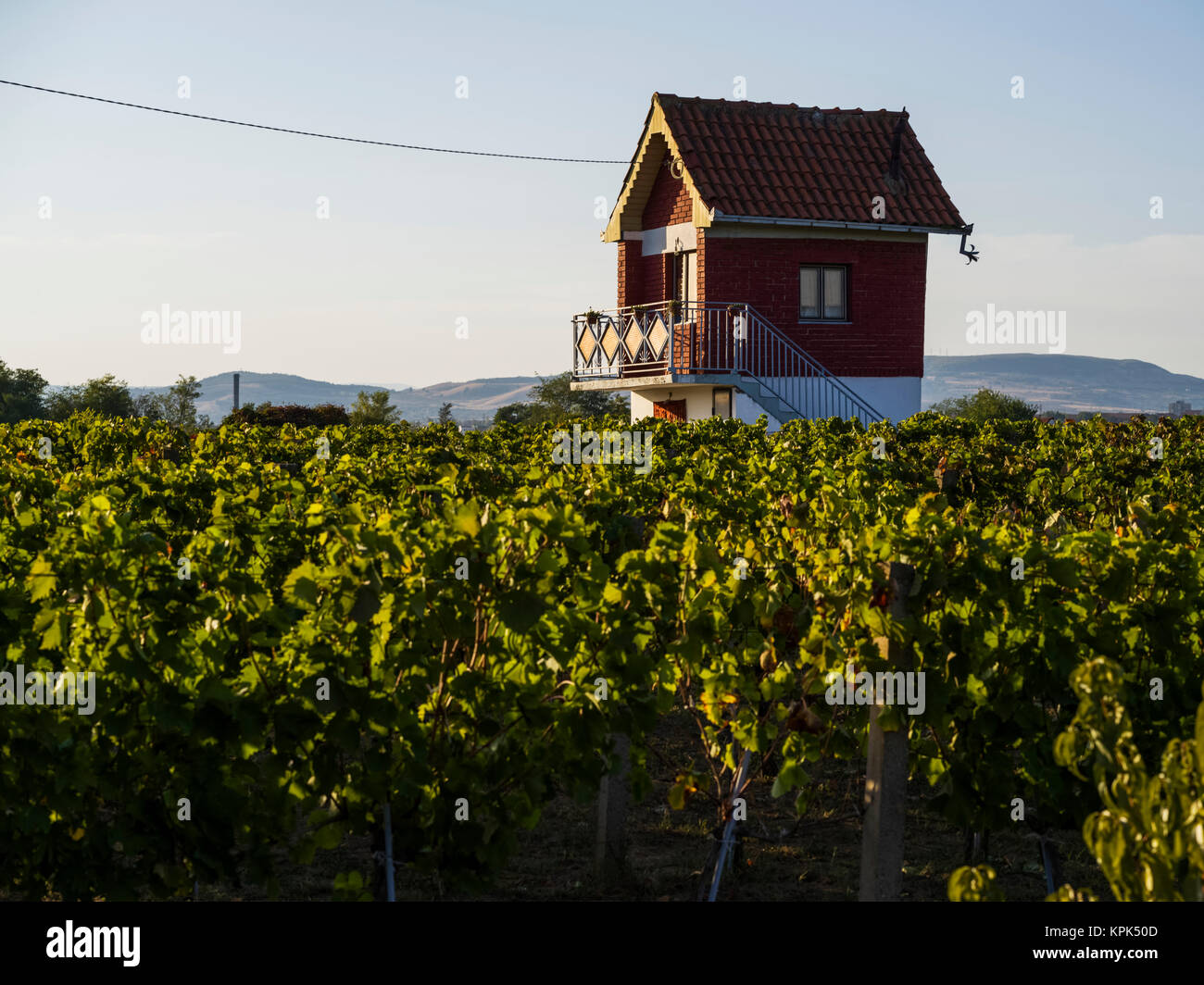 Une petite maison à deux étages au-dessus d'un garage est supérieur à la vignes dans un vignoble avec des collines au loin Banque D'Images