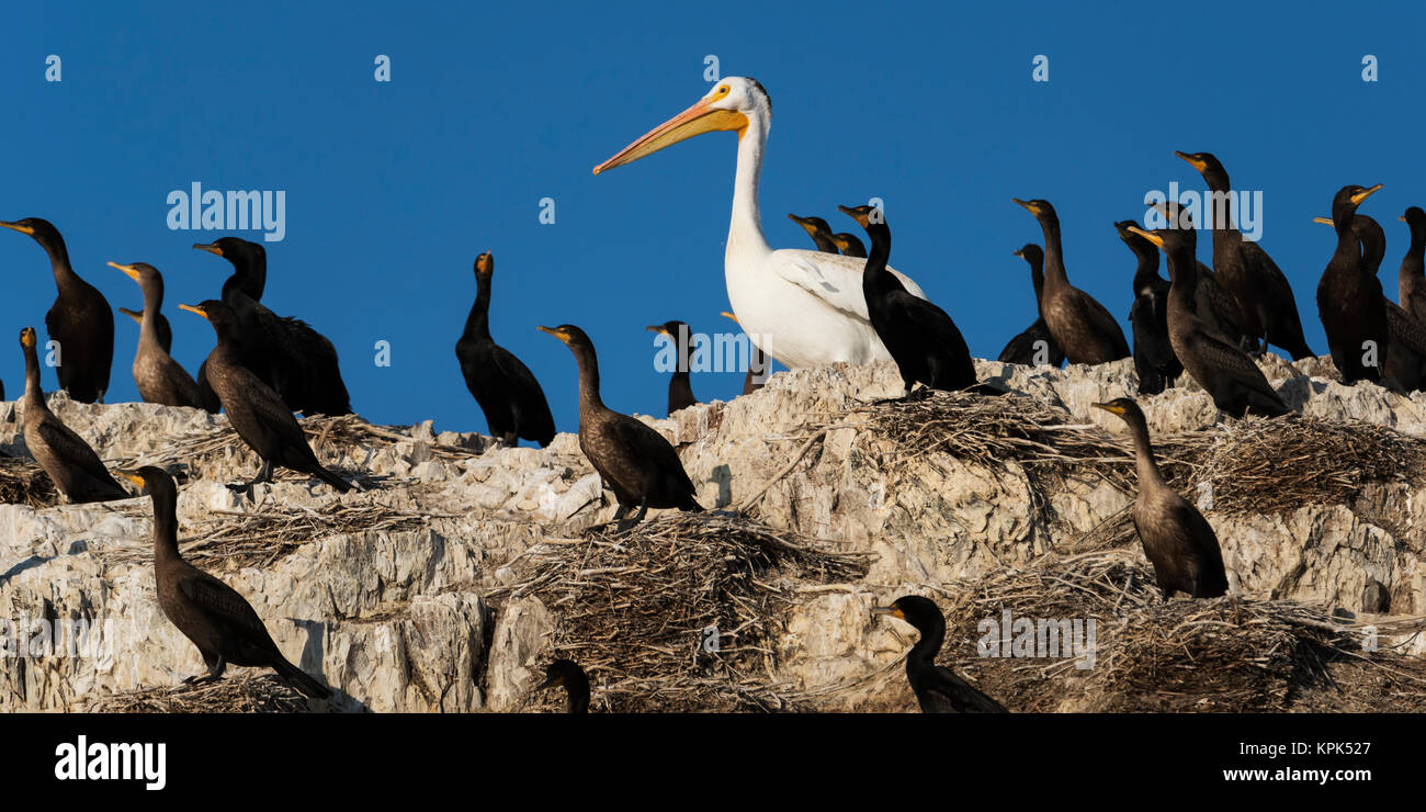 Le cormoran à aigrettes (Phalacrocorax auritus) stand sur les roches entre nids avec un pélican ; Ontario, Canada Banque D'Images