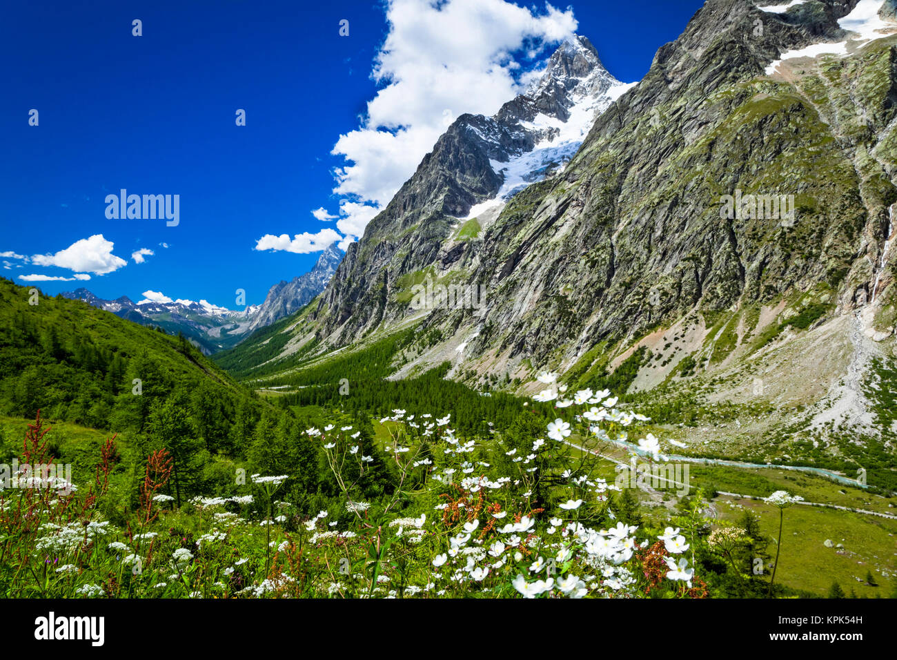 Fleurs sauvages dans la Val Ferret Italien, Grand Jorasses et massif du Mont Blanc en arrière-plan, les Alpes ; La Vachey, vallée d'aoste, Italie Banque D'Images