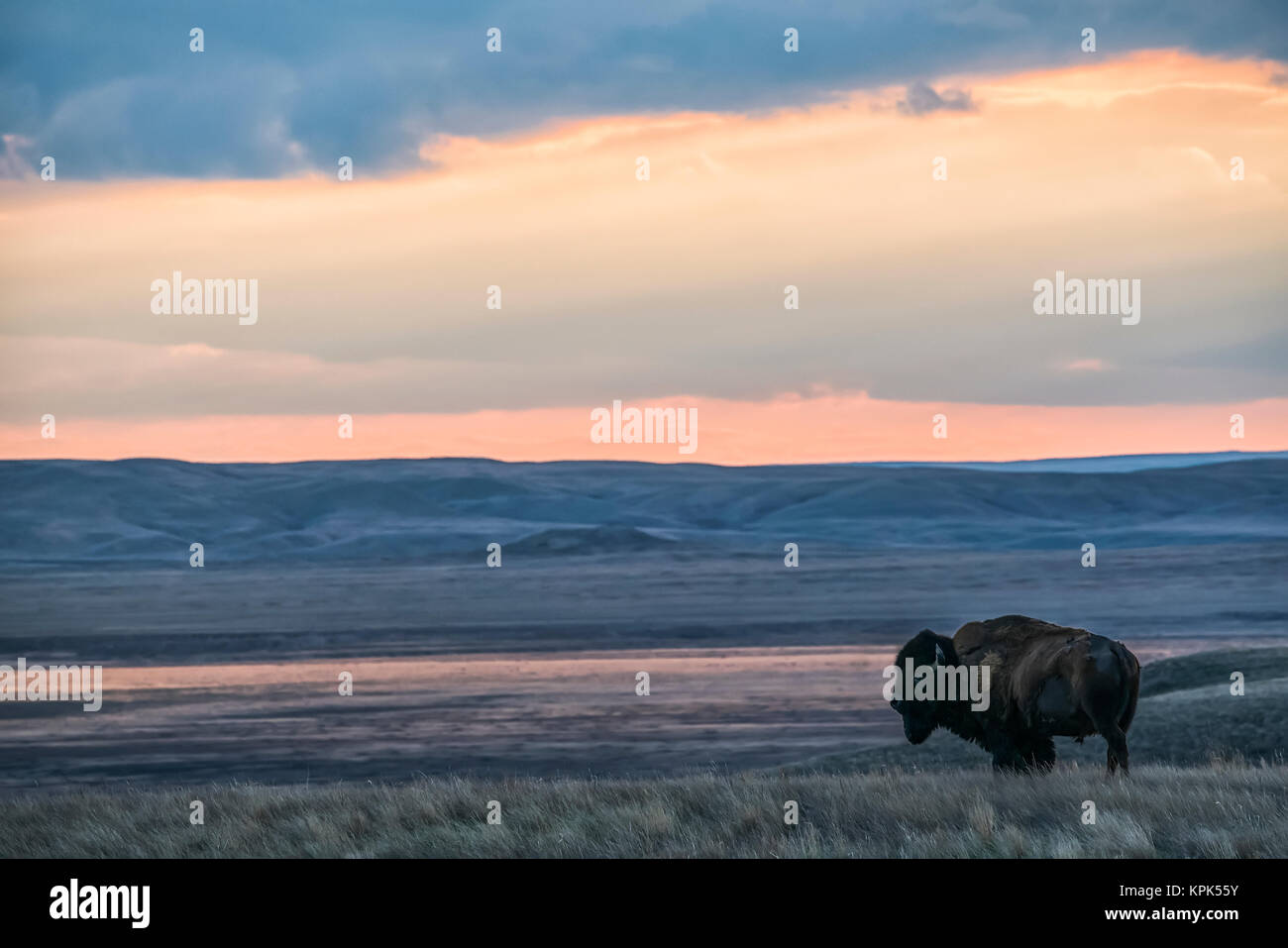 Bison (Bison bison) au coucher du soleil, le parc national des Prairies ; Saskatchewan, Canada Banque D'Images