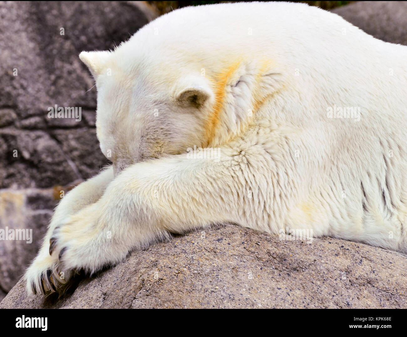 Que Cache L Ours Polaire Pix Un ours polaire cache son visage comme s'il est embarrassé se détendre le  long d'un éperon rocheux autour Photo Stock - Alamy