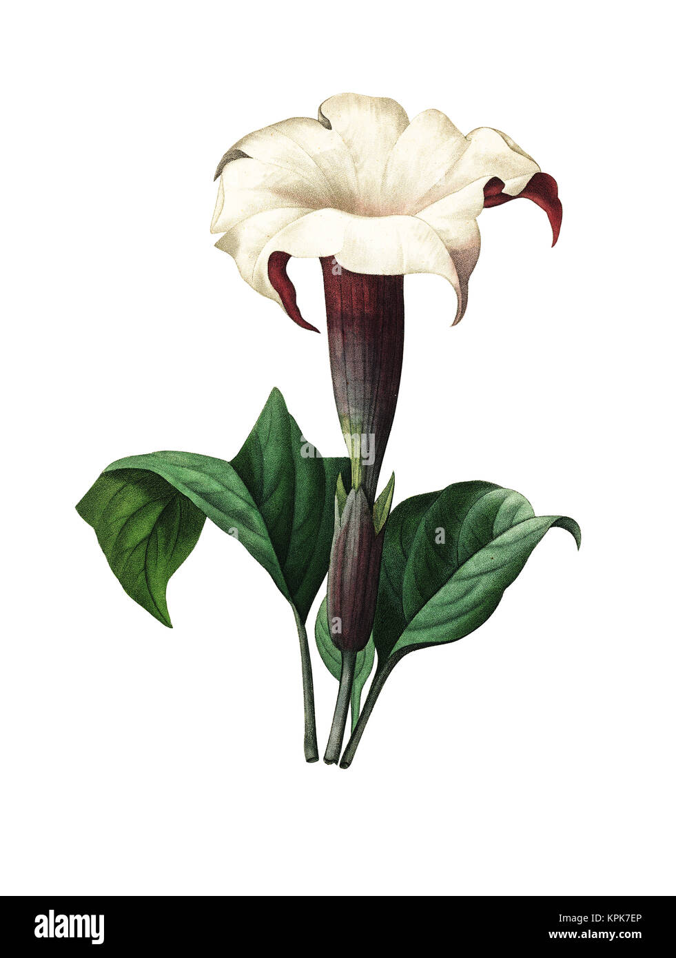 Illustration d'une fleur de Datura datant de 19th ans. Gravure de Pierre-Joseph Redoute. Publié dans choix des plus belles fleurs, Paris (1827). Banque D'Images