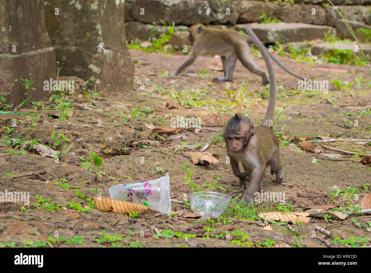 Un bébé curieux singe macaque la marche et à l'alimentation, l'étude d'une tasse en plastique vide, gauche trash par les touristes. Le Cambodge, l'Asie du Sud Est. Banque D'Images