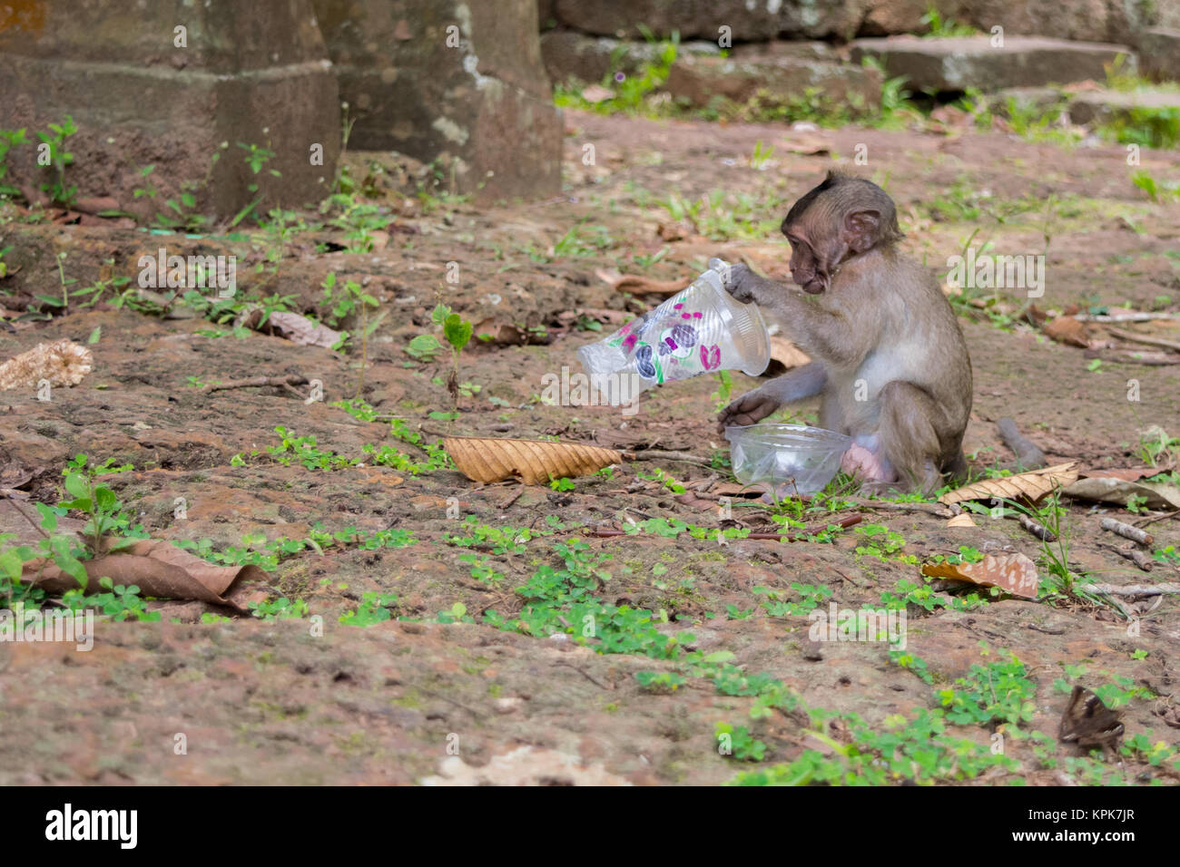 Un singe macaque curieux s'asseoir et à l'alimentation, l'étude d'une tasse en plastique vide, gauche trash par les touristes. Le Cambodge, l'Asie du Sud Est. Banque D'Images