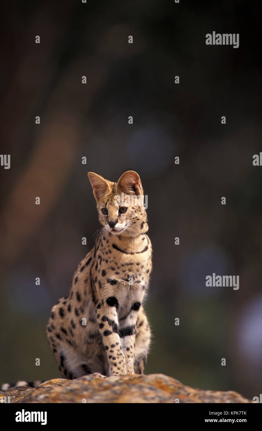 L'afrique, savane africaine. Le Serval (Felis serval), Banque D'Images