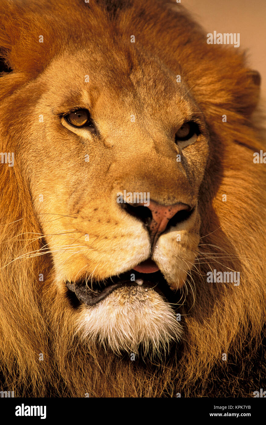 L'Afrique. African Lion, ou Panthera leo. Banque D'Images