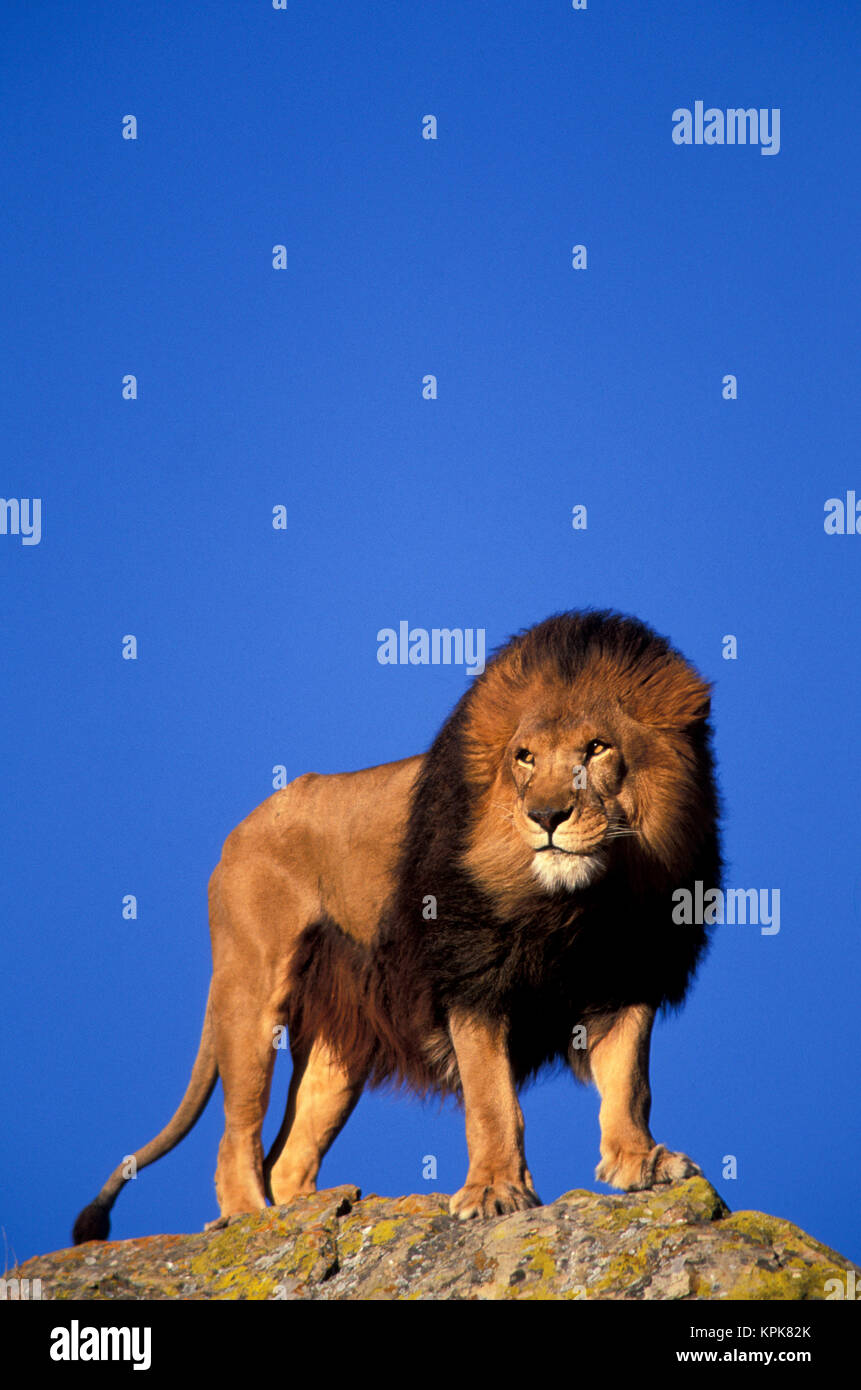 L'Afrique en captivité lion (Panthera leo). Banque D'Images