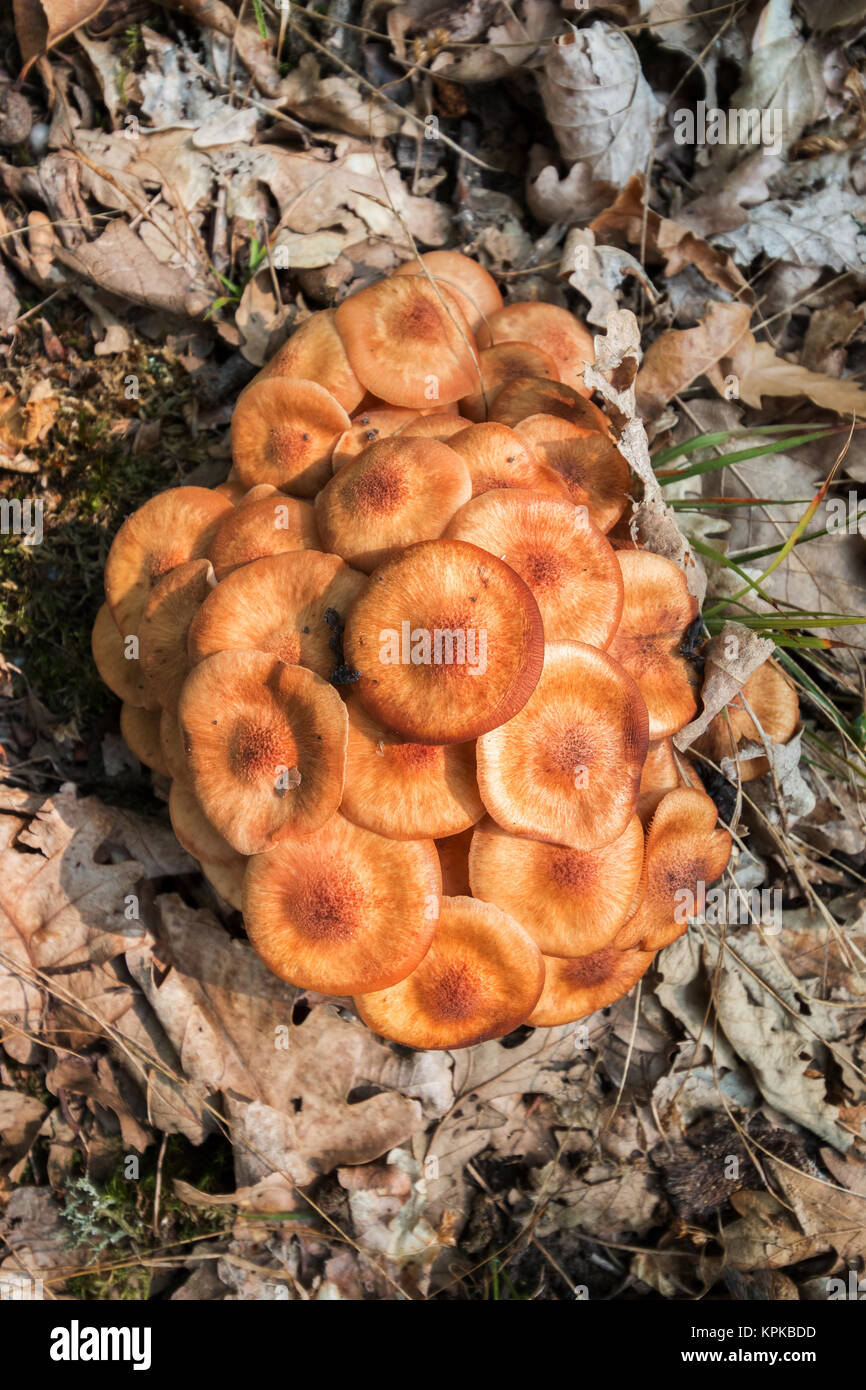 Filature sans anneau champignon Armillaria tabescens (Miel) Banque D'Images