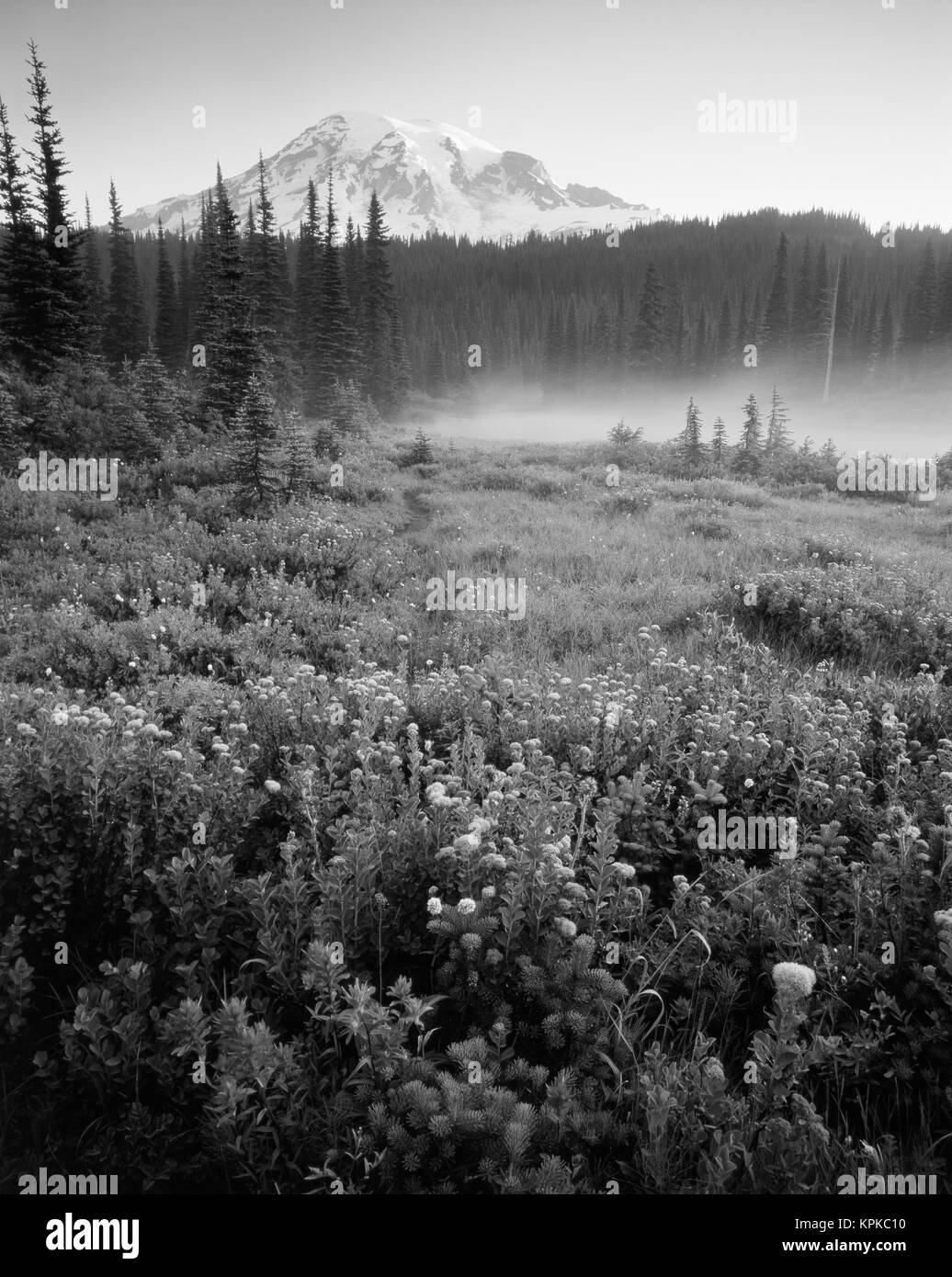 L'État de Washington, USA, Mt Rainier National Park, Meadow fleurs avec montagne enneigée en arrière-plan (format grande tailles disponibles) Banque D'Images