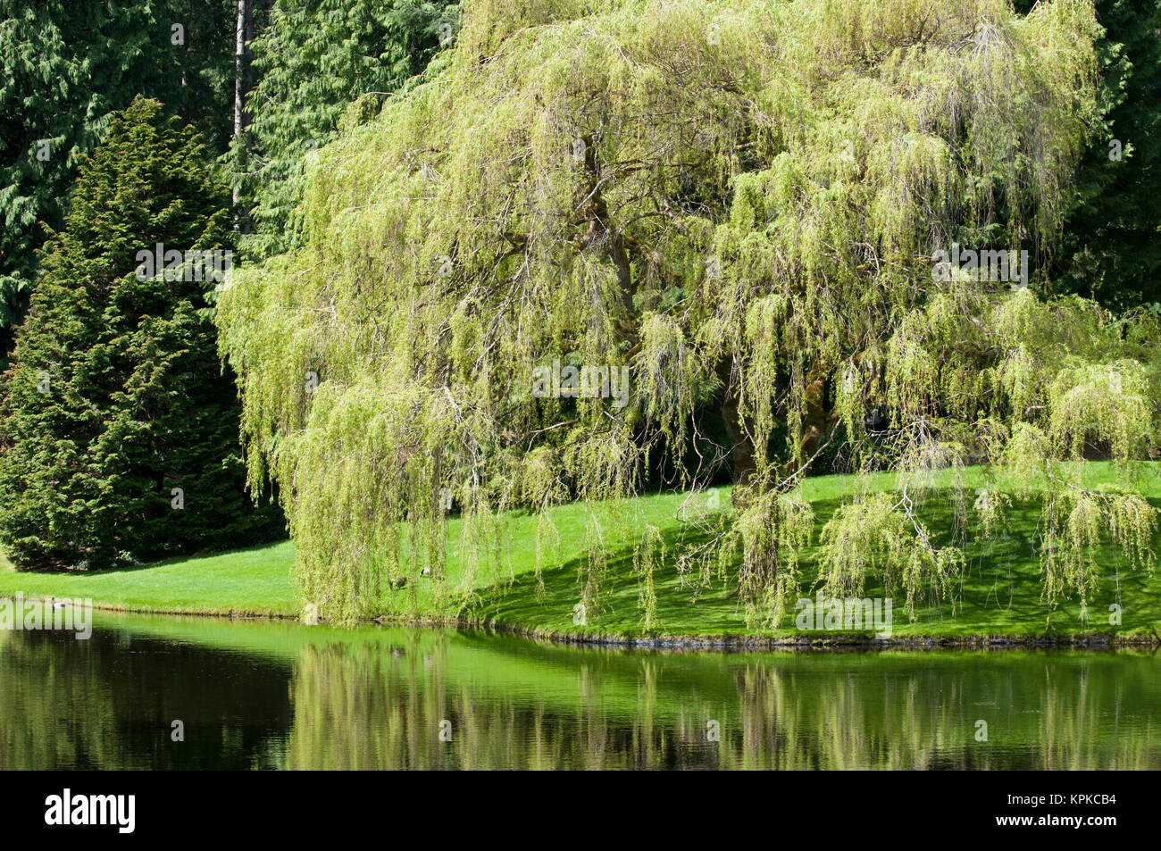 États-unis, WA, Bainbridge Island. Bloedel Reserve de randonnée à travers ses 250 acres. Les jardins comprennent un étang avec majestueux saule pleureur (Salix babylonica) Banque D'Images