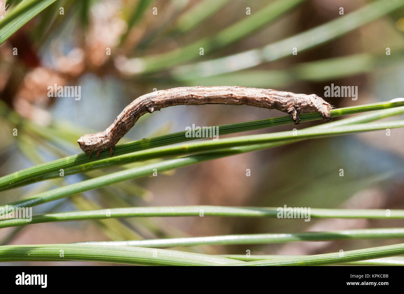 États-unis, WA, Bainbridge Island. Papillon de nuit Geometrid Caterpillar n'avait la démarche unique (inchworm) en raison de l'absence de jambes. Comme camouflages rameau. Banque D'Images